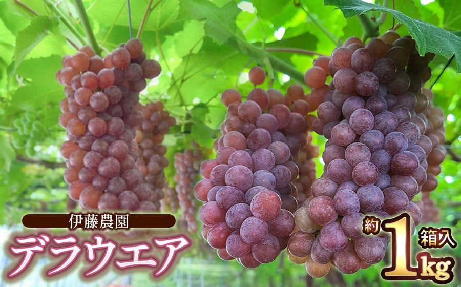 
            【令和8年産先行予約】 デラウェア　約1kg 箱入 (5～7房) 山形県鶴岡産　伊藤農園
          