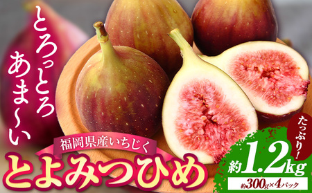 いちじく 福岡県産 ブランド いちじく とよみつひめ 約1.2kg (約300g×4パック) 【配送不可地域あり】【日付指定不可】 《8月中旬-9月末頃出荷(土日祝除く)》 福岡県   いちじく イチジク 果物 フルーツ 