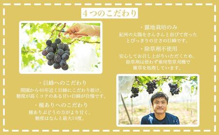 有田巨峰村三木と園のあま～い種あり巨峰2kg
