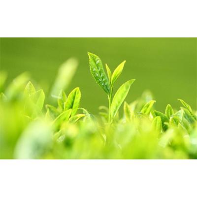 ふるさと納税 宇治田原町 お抹茶いっぷくセット |  | 02