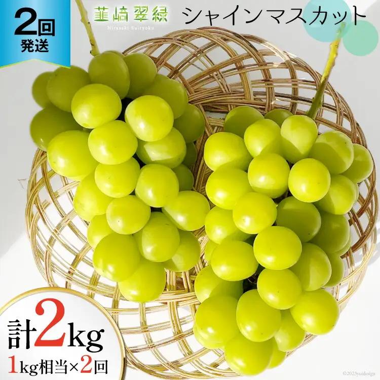 【2026年発送 定期便 】【2回発送】シャインマスカット 予約 1kg 相当× 2回 計 2kg シャイン 山梨 やまなし フルーツ 果物 くだもの ぶどう ブドウ 葡萄 種なし 山梨県産 期間限定 季節限定 NS-1013