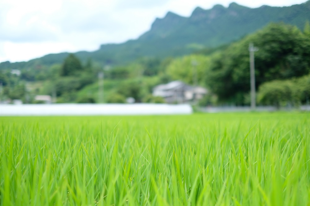 【令和7年度産(特別栽培米)】曽爾村ブランド米曽爾米(コシヒカリ)2kg(白米)