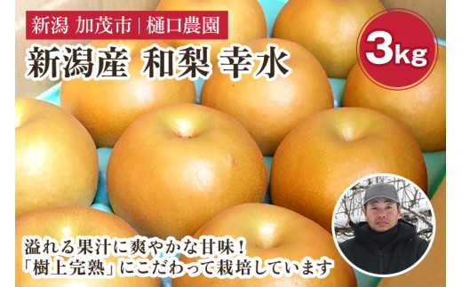 【2026年先行予約】和梨 幸水 3kg（6～9玉）《8月中旬から順次発送》果物 なし こうすい 梨 フルーツ 新鮮 ジューシー 産地 加茂市 樋口農園
