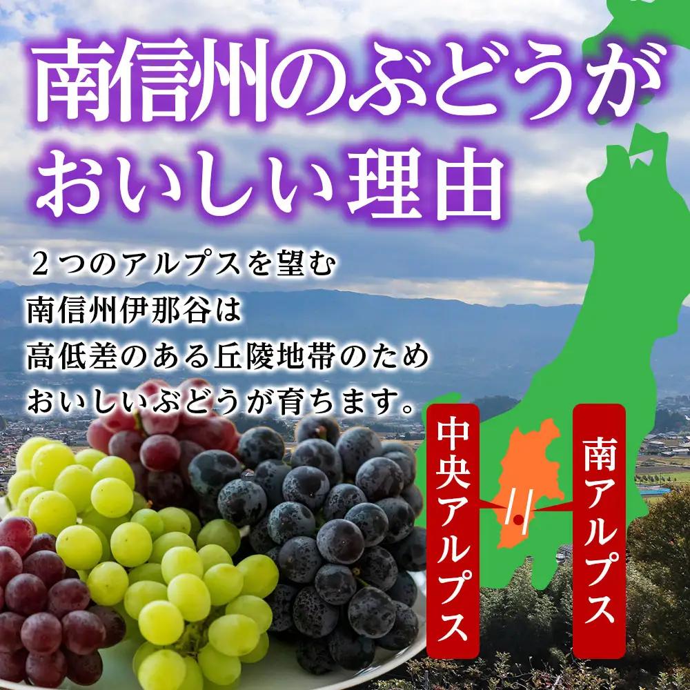 【皮ごとOK!】長野県産・種なしナガノパープル(約1kg)秀品＜2026年8月下旬から順次発送予定＞