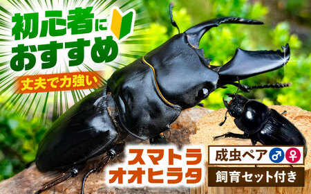 【配送不可地域：北海道・沖縄・離島】スマトラオオヒラタクワガタ成虫ペア（オスサイズ70mmから90mm）飼育セット付き 愛西市 / 艶麗[AEDD003]