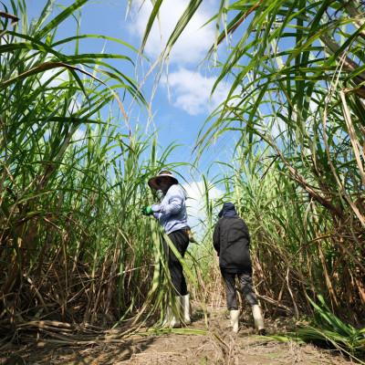 ふるさと納税 豊見城市 《ウージ染め》名刺入れ |  | 03