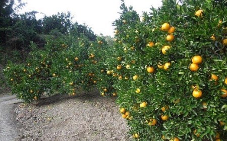 【植田農園のポンカン】 5kg ご家庭用［1183-2］