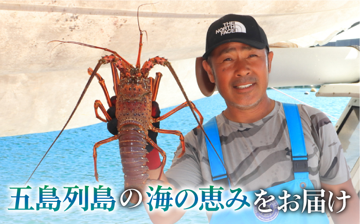 【限定数量】【五島列島の海の恵み】 特大 天然 活き 伊勢海老 1尾 1.1kg 【有川町漁業協同組合】 [RBH001]