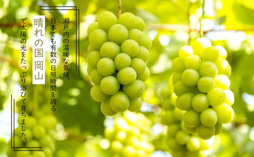 岡山県産 ぶどう 2025年発送 シャインマスカット 晴王 約2kg 3～6房 種無し ブドウ 葡萄 フルーツ 果物 ギフト