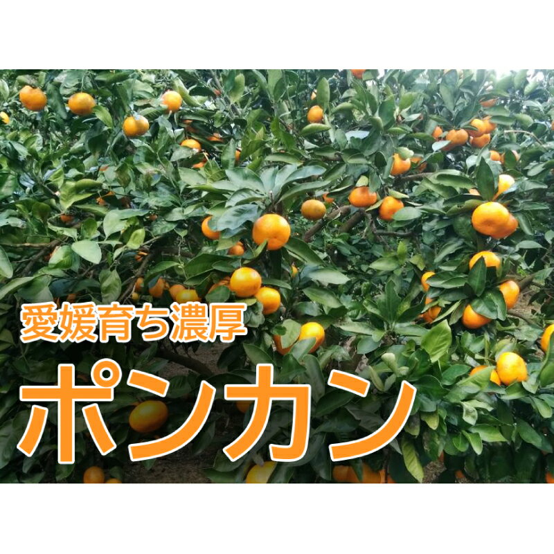 【ふるさと納税】 樹齢30年 濃厚 ポンカン 5kg 10000円 みかん mikan 蜜柑 ミカン ぽんかん 産地直送 国産 農家直送 期間限定 数量限定 特産品 ゼリー ジュース アイス 冷凍 みかん 等に 人気 甘い フルーツ 果物 柑橘 おいしい ジューシー 健康 前田ファーム 愛南町 愛媛県