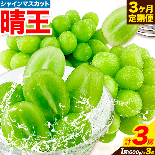 ぶどう 3ヶ月 定期便 [2025年先行予約] シャインマスカット 晴王 1房 約600g 岡山県産《9月上旬-11月末頃出荷(土日祝除く)》 ハレノフルーツ マスカット 送料無料 岡山県 浅口市 フルーツ 果物 贈り物 国産 岡山県産 【配送不可地域あり】