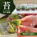 【ふるさと納税】小さな自然に癒される【苔テラリウム作り体験】利用券　【 チケット 体験チケット 体験型 グリーンアイテム インテリア 物づくり 癒し 置物 植物 】