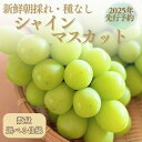 【2025年 先行予約】山梨県産　シャインマスカット 500g以上 or 1.2kg or 2.0kg ||【厳選】 送料無料 山梨 ぶどう シャイン やまなし 新鮮 農家直送 都留市 種なしブドウ マスカット 【冷蔵】