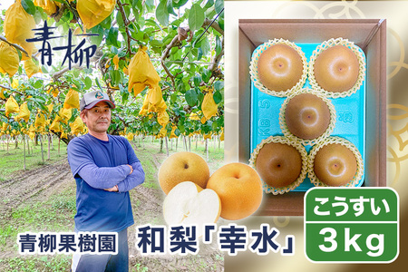 【2026年先行予約】青柳果樹園の和梨 幸水 3kg（6～9玉） 《8月下旬～順次出荷》 果物 こうすい 加茂市 青柳果樹園