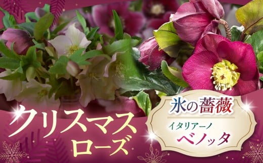 クリスマスローズ・氷の薔薇イタリアーノ　ベノッタ | 花 クリスマス ローズ 冬 氷 薔薇 赤 季節 冬 ガーデニング ガーデン 庭 贈答 プレゼント ギフト 期間限定 伊那市 ふるさと納税【021-43】