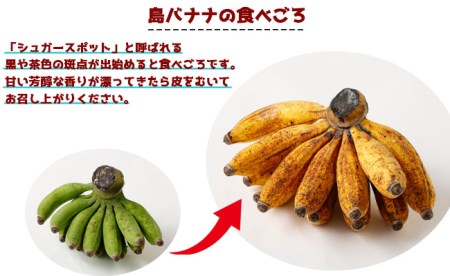 【鹿児島県天城町】【2025年発送】徳之島 子宝バナナ 1.5kg 島バナナ バナナ AL-6-N