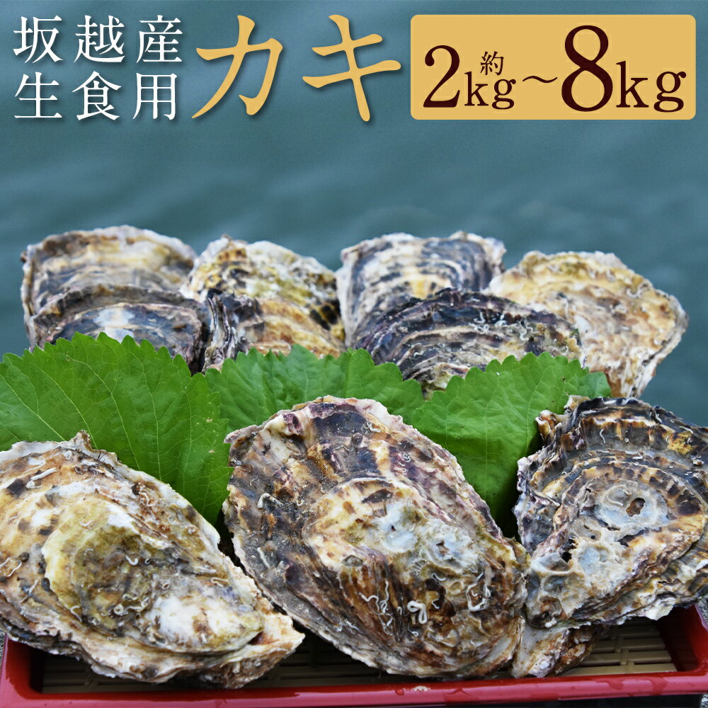【ふるさと納税】＜選べる容量＞ 坂越産カキ 生食用 殻付 約2kg ・ 約5kg ・ 約8kg ／ 牡蠣 かき カキ オイスター 生牡蠣 生かき 生カキ 生ガキ 生がき 魚介 貝 海産物 生食 ギフト 坂越湾 兵庫県 赤穂市 冷蔵 送料無料