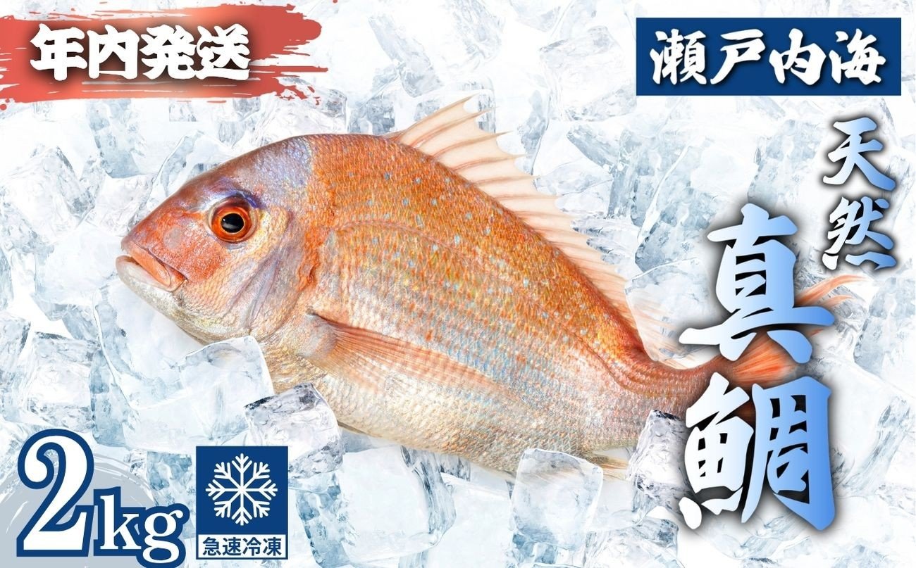 
            【2025年12月21日までのご入金で年内配送】瀬戸内 天然真鯛 丸ごと姿(うろこ・内臓除去済) 4〜6匹入り 合計2kg｜たい タイ 鯛 真鯛 急速冷凍 下処理済み 刺身 焼き魚 塩焼き カルパッチョ【お正月 おせち お食い初め 百日祝い 祝い事におすすめ】
          