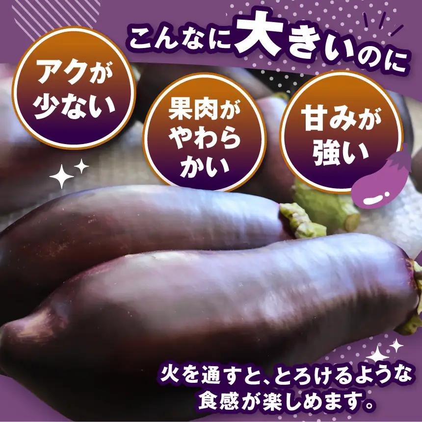 【先行予約】令和8年9月頃から順次発送 信州伝統野菜 天龍村産ていざなす4本セット（１本450g～650g）☆レシピ付き☆