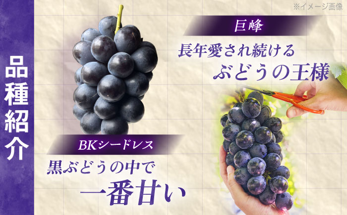 【先行予約/数量限定】＜8月下旬より発送開始＞農家さんおまかせ赤ぶどうと黒ぶどう 2種セット（500～650g）【五反田農園】[OBW005] / ぶどう 葡萄 人気品種ブドウ ぶどう食べ比べ