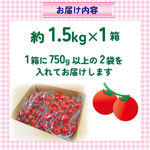 ミニトマト 約1.5kg 《訳あり》 野菜 【ミニトマト】