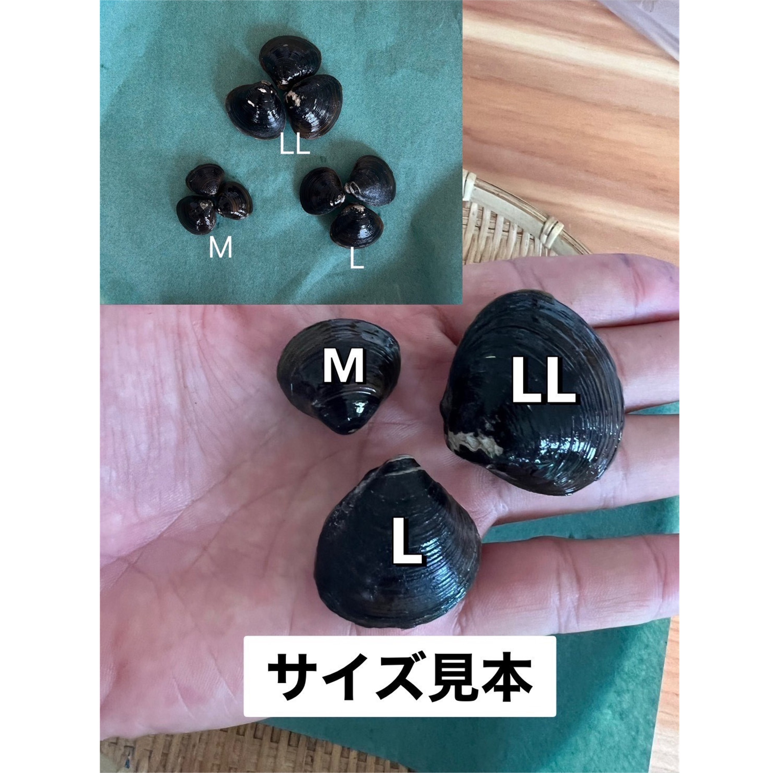 北海道豊頃産 しじみ　L サイズ １㎏［北海山］