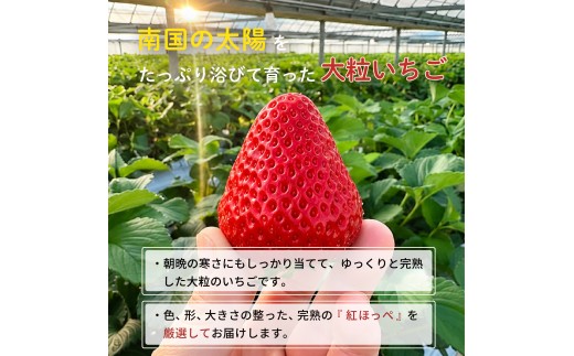 先行予約 いちご 苺 おいCベリー 贈答品 4パック：36～54粒 （2027年1月発送開始） | 紅ほっぺ 希少 新品種さちのか 高級 厳選 こだわり 贅沢 贈り物 ギフト プレゼント 限定 お取り