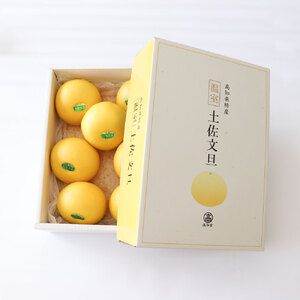 【先行予約】温室土佐文旦 3kg（7玉入り・Lサイズ）〈2026年11月下旬から発送〉/ぶんたん ブンタン 3キロ 小玉 フルーツ 柑橘 みかん 果物 くだもの 柑橘類 文旦 デザート お取り寄せ お
