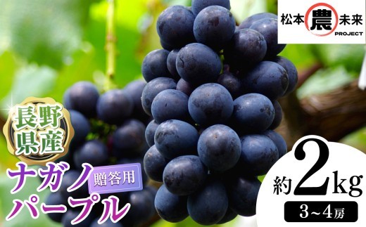 【先行受付】〔松本農未来project〕贈答用 ナガノパープル 約2kg (3房～4房)【長野県オリジナル品種】│信州松本 果物 ぶどう ナガノパープル フルーツ ブドウ 長野県 松本市 贈答用 高品質 甘い