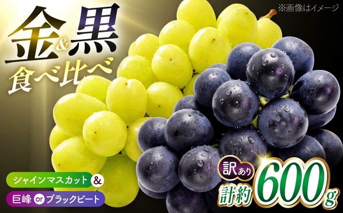 
                  【先行予約】【訳あり】種なし ぶどう 2種 食べ比べ 計約600g （ シャインマスカット & 巨峰 or ブラックビート ）【合同会社 こば農園】 ブドウ 葡萄 マスカット 黒ぶどう 熊本 山鹿 フルーツ 果物 1万円以下 10000円以下 [ZFO004]
                