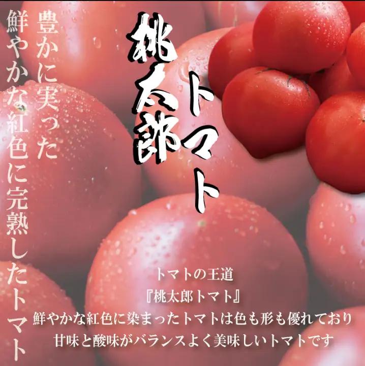 【2027年2月~発送】定期便 3回 訳ありトマト 3kg とまと  桃太郎トマト 野菜 果物 やさい 産地直送 農家直送