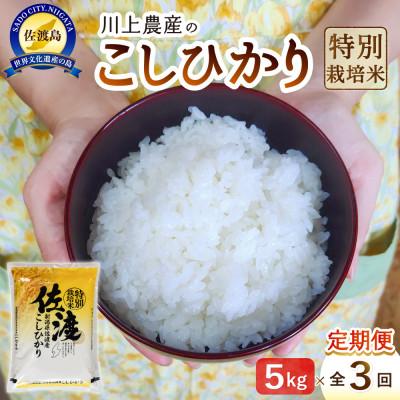 ふるさと納税 佐渡市 【毎月定期便】佐渡 川上農産のコシヒカリ 精米(5kg)全3回