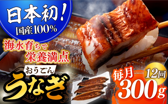 長崎県産おうごん うなぎ 計3.6kg（約300g×12回）平戸市 / 松永水産  