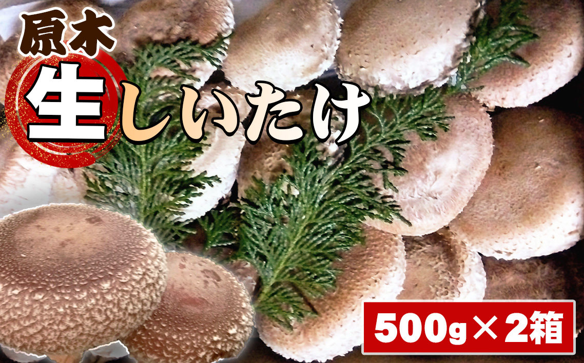 原木生しいたけ No.081