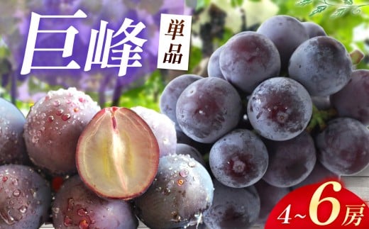 【先行予約】巨峰 4～6房 ( 2kg以上 ) | 数量限定 新鮮 産地直送 ぶどう ブドウ 葡萄 果物 くだもの フルーツ 大分県産 九州産 国産 大分県 中津市