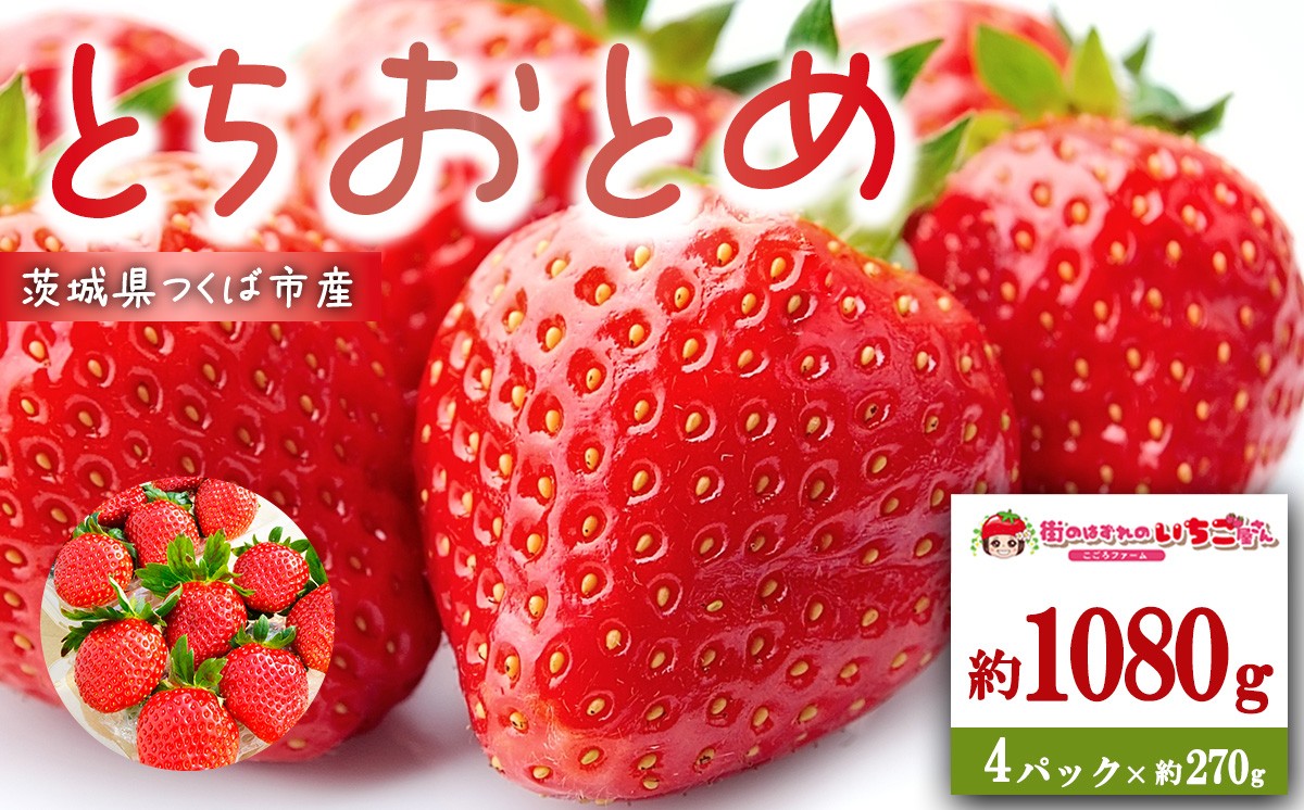 
                  茨城県産 とちおとめ 約1080g │ いちご イチゴ 苺 とちおとめ 果物 フルーツ 茨城県 つくば市
                