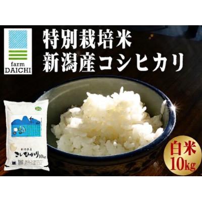 ふるさと納税 上越市 【特別栽培米 新潟産コシヒカリ 白米】新潟県認証米 令和7年産 10kg