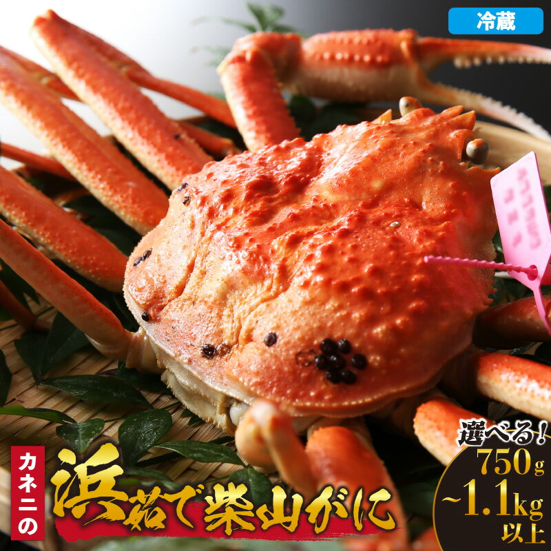 【ふるさと納税】《先行予約》カネニの浜茹で柴山がに【選べる内容量・750g／900g／1.1kg以上】冷凍 【令和8年11月中旬以降発送予定】内子 外子 釜茹で ボイル 冷凍 産地直送 香美町 カニ 松葉ガニ 冷蔵便 柴山 兵庫県 香美町 蟹の本場から かに 送料無料 06-20 06-21 06-22