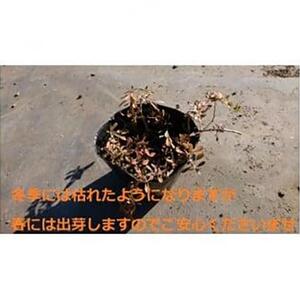 緑の力で地球を元気に!【ヒメイワダレソウ】9cmポット　緑の絨毯　80鉢 芝生のように広がる