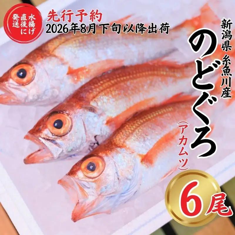 【2026年8月以降発送】天然のどくろ (アカムツ) 6尾 約2kg 先行予約 鮮度抜群！水揚げ直後に発送 高級魚 生 刺身 煮付け 下処理可能 魚正 日本海 刺身 ノドグロ のどぐろ 赤ムツ