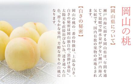 桃 2024年 先行予約 岡山 白桃 6玉（合計1.6kg以上）化粧箱入り もも モモ 岡山県産 国産 フルーツ 果物 ギフト [No.5220-0816]