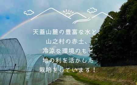 令和8年産 ほうれん草 180g×5袋 ほうれん草 ほうれんそう