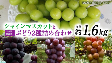 「 クイーンニーナ 」「 シャインマスカット 」「 ピオーネ 」の3色 詰め合わせ ( 種なし ) 約 1.6kg 各 1房 【茨城県共通返礼品/石岡市】 葡萄 ブドウ しっかり 歯ごたえ 甘み [FB013sa]