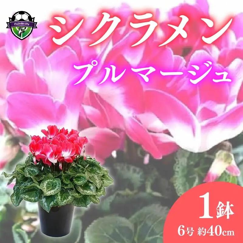 【 先行予約 ：2026年12月発送開始 】 花 シクラメン 6号鉢植え花 鉢花 プルマージュ 花 花