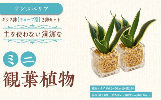 【観葉植物】土を使わないで清潔なミニ観葉植物 ゼオライト植え・ガラス鉢 キューブ形 2鉢セット（サンスベリア）｜観葉植物 インテリア 部屋 おしゃれ 福岡県筑前町 送料無料