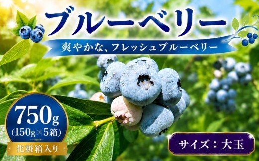 【先行予約】 完熟 ブルーベリー 大玉750g(150ｇ×5)  詰め合わせ 7月発送 大粒 果汁 甘 酸味 人気 果物類 ブルーベリー フルーツ 国産 産地直送 お取り寄せ 贈り物 岩手県 盛岡市 東北 岩手 盛岡 北田りんご園 kitada003