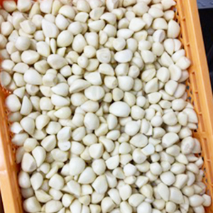 あきたしらかみにんにく 冷凍ペースト 600g（約200g×3袋）　40P3220