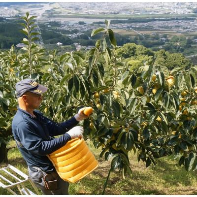 ふるさと納税 橋本市 【先行受付】柳フルーツ園の訳ありたねなし柿　10kg |  | 01