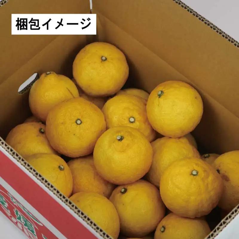 訳あり はるか 約9kg スーパー山田屋 はるか B016-198008