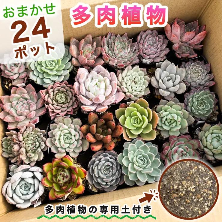 多肉植物 苗 おまかせ 24ポット★多肉植物専用土2パック付きで初心者も安心！｜ガーデニング [0995]